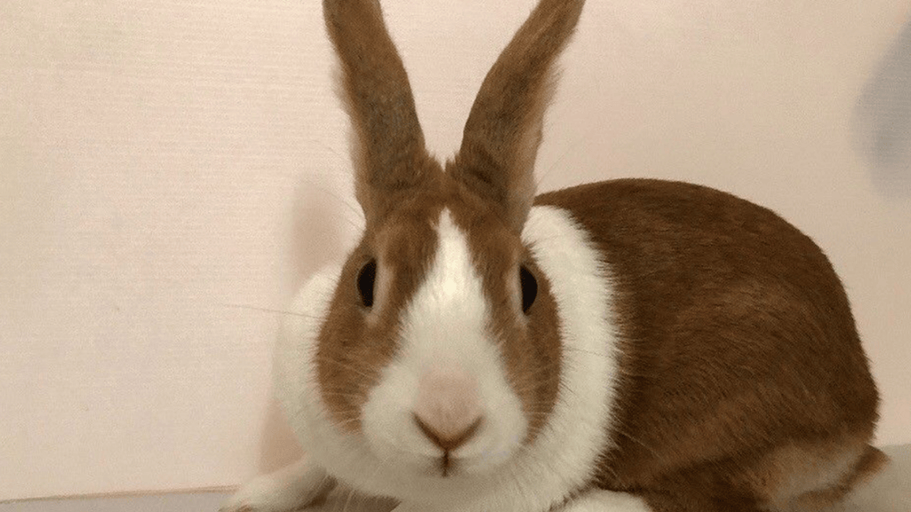 Beveren Rabbits