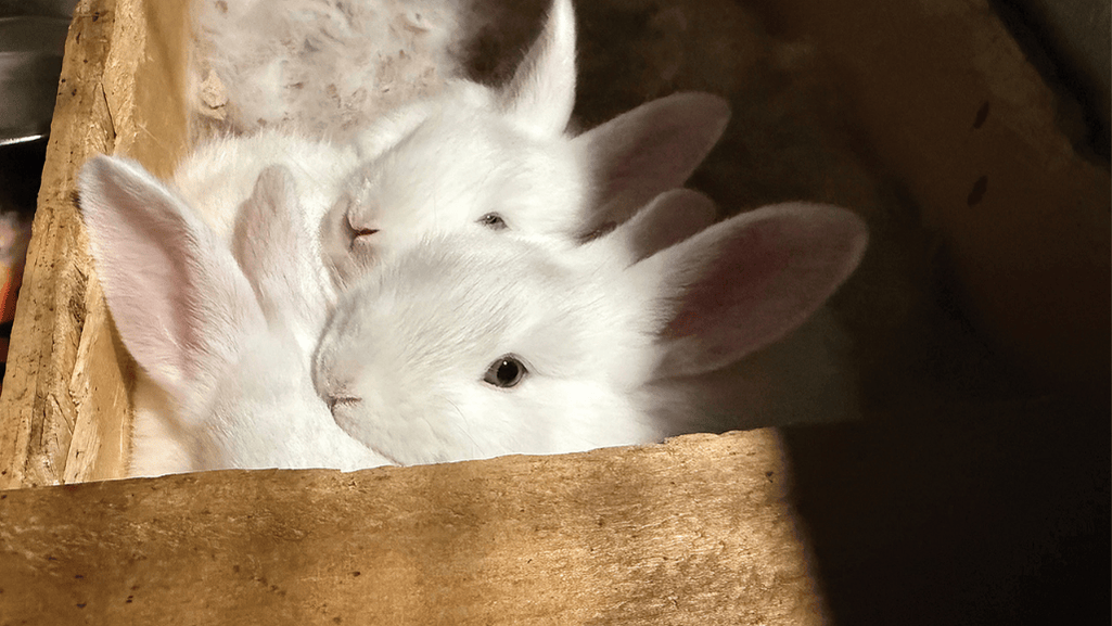 Beveren Rabbits