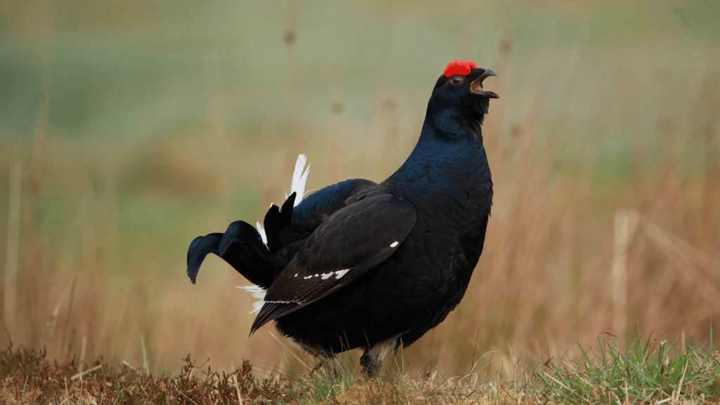 Black Grouse