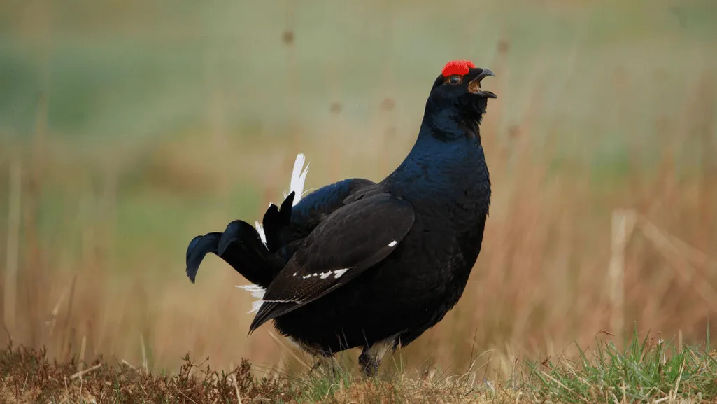 Black Grouse
