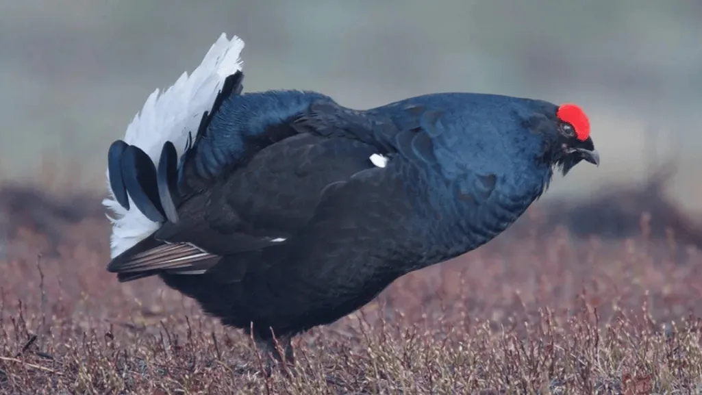 Black Grouse