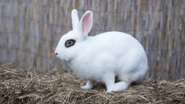 Blanc de Hotot Rabbit