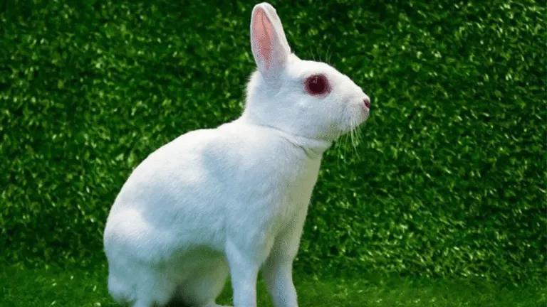 Britannia Petite Rabbit