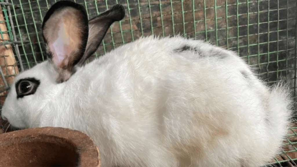 Britannia Petite Rabbit
