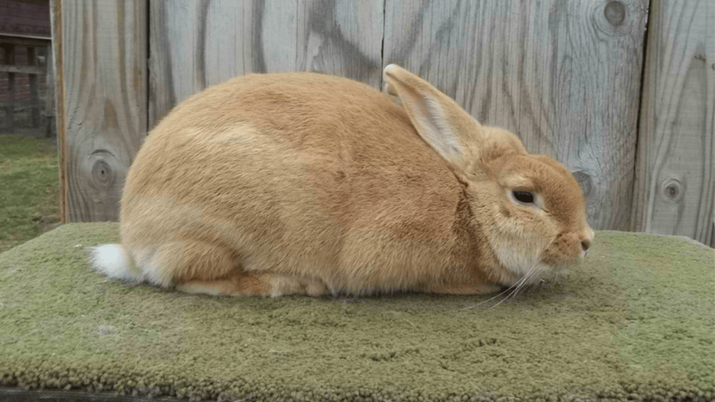 Britannia Petite Rabbit