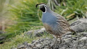 California Quail habitat