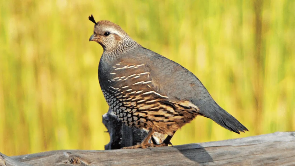 California Quail nesting habits