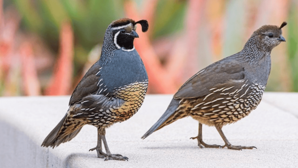 California Quail