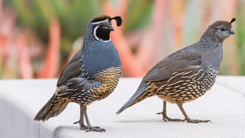 California Quail