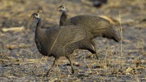 Caring for Captive Galliformes