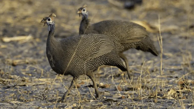 Caring for Captive Galliformes