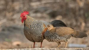 Characteristics of the Grey Junglefowl