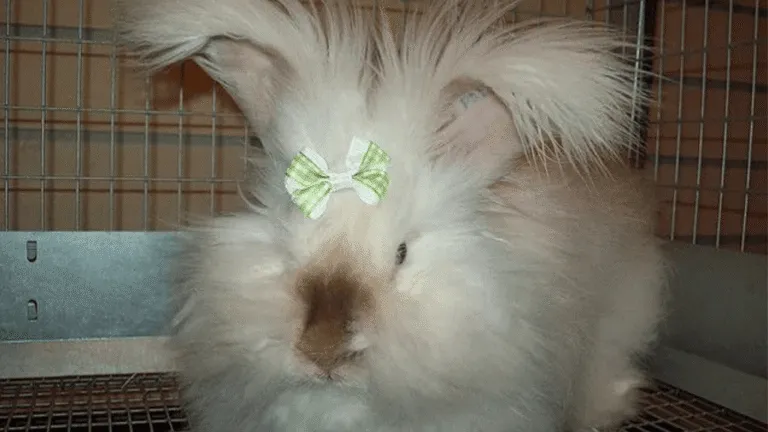 English Angora Rabbits
