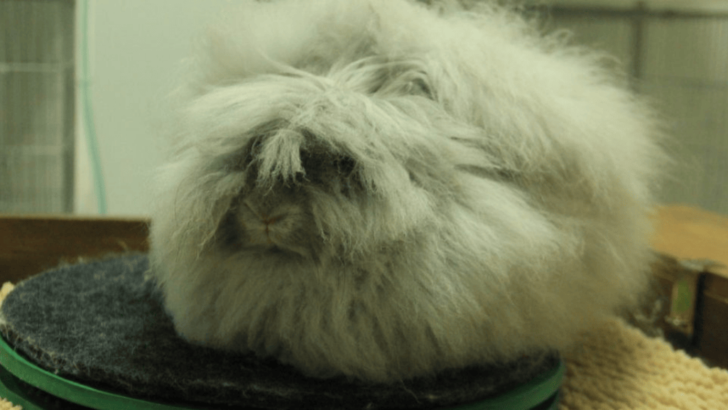 English Angora Rabbits