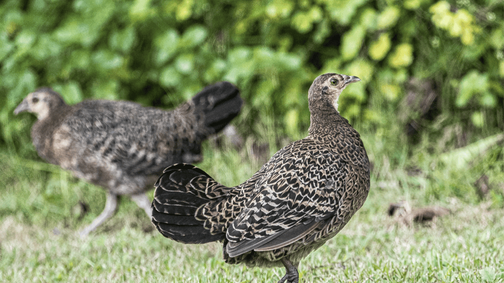 Female Green Junglefowl