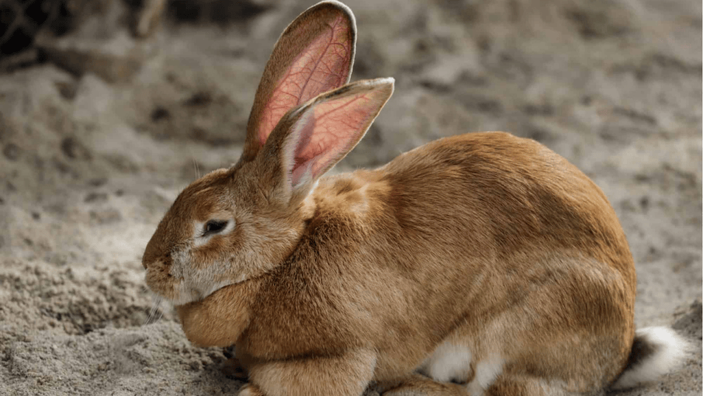 Flemish Giant Rabbit Health Problems