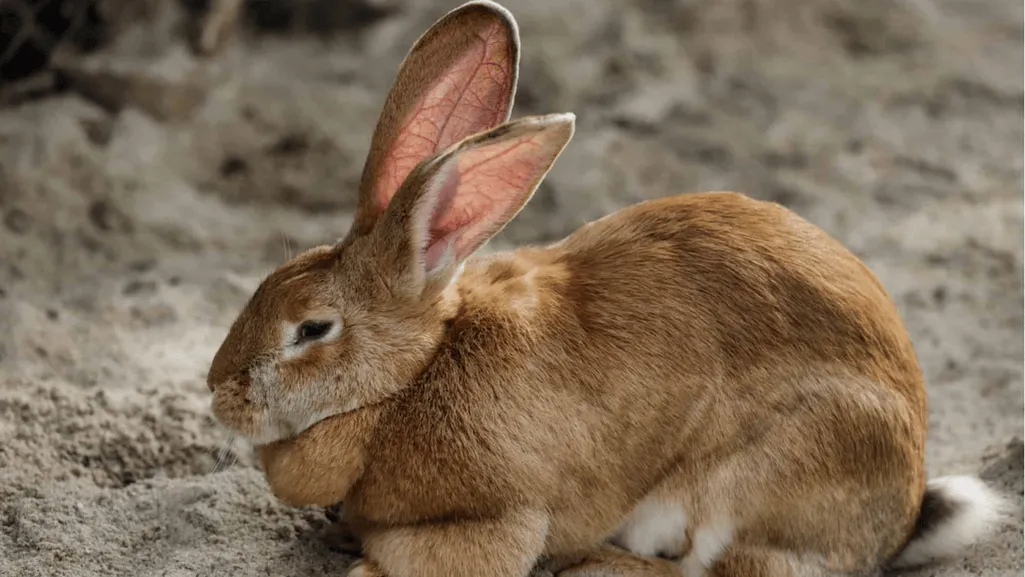 Flemish Giant Rabbit Health Problems