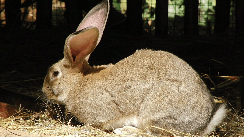 Flemish Giant Rabbit