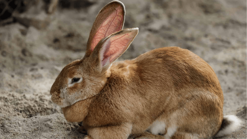 Flemish Giant Rabbit