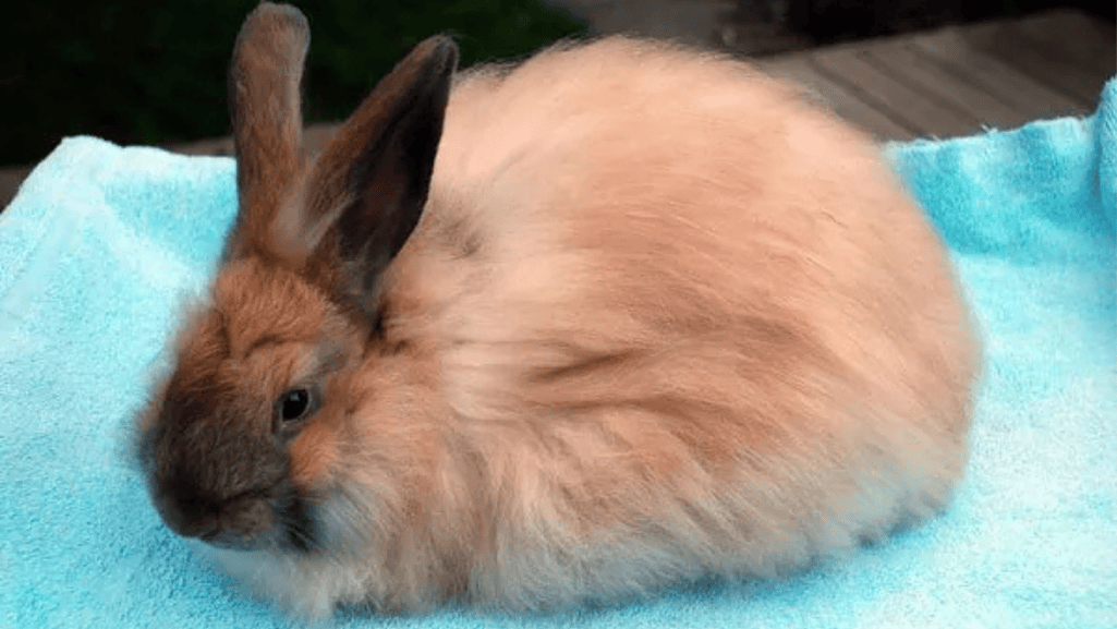 French Angora Rabbits