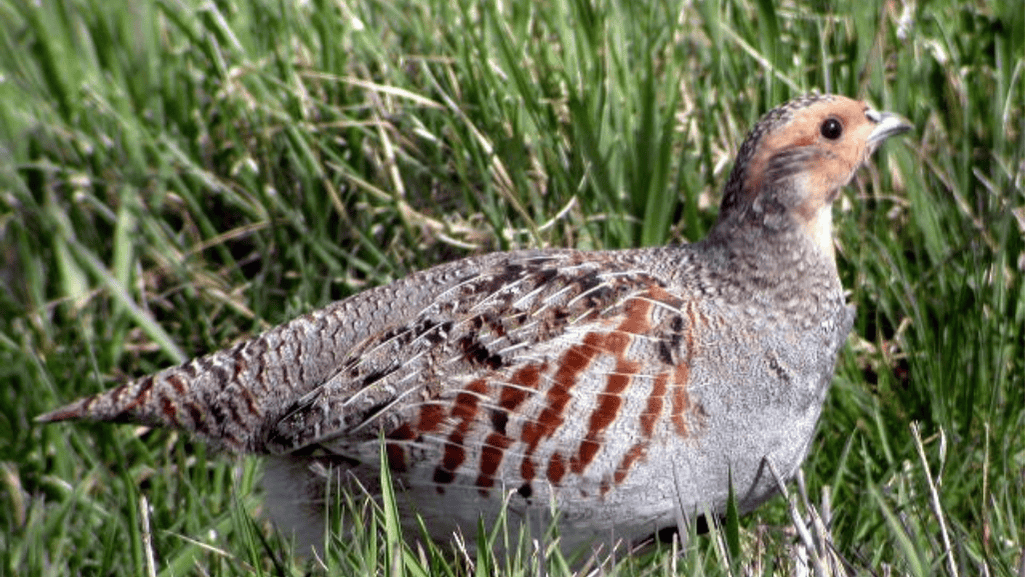 Gray Partridge