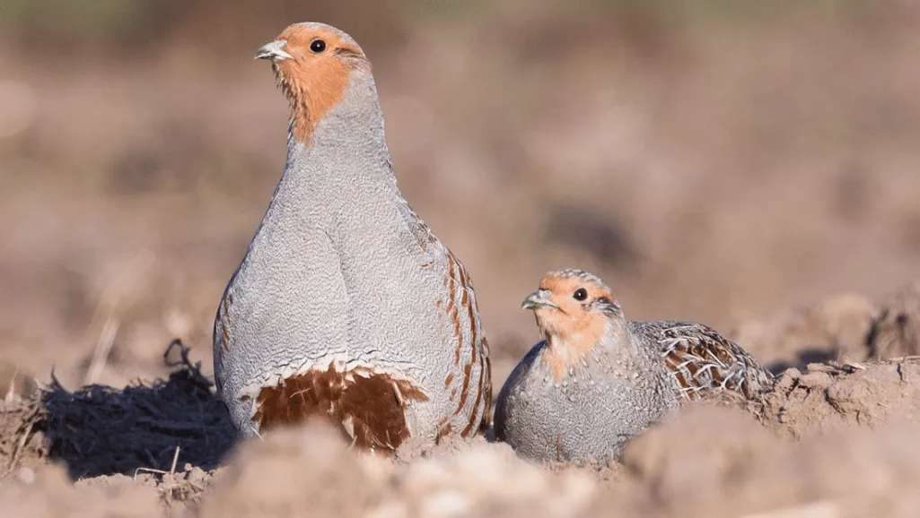 Gray Partridge
