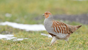 Gray Partridge