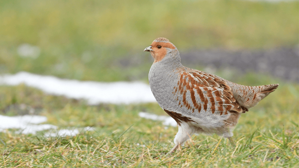 Gray Partridge
