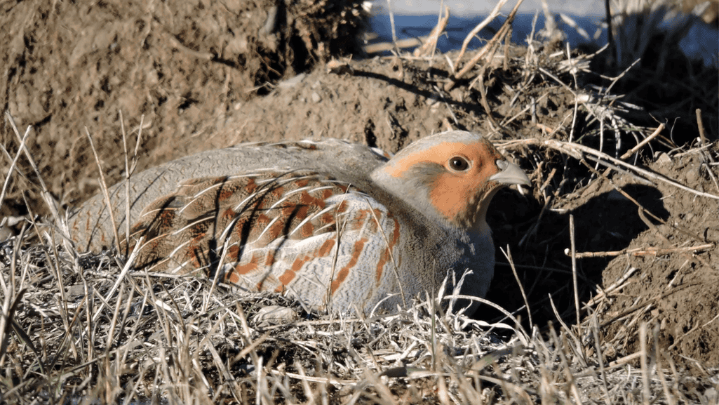 Gray Partridge
