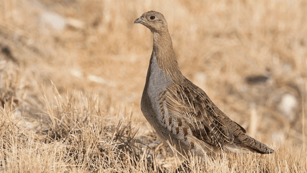 Gray Partridge