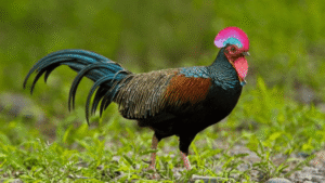 Green Junglefowl