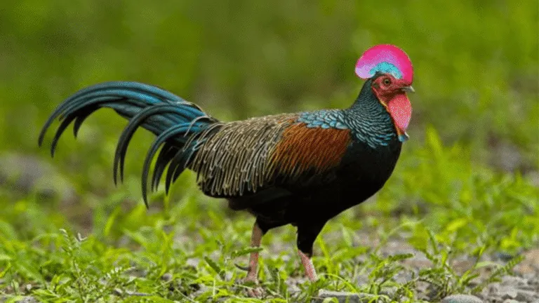 Green Junglefowl