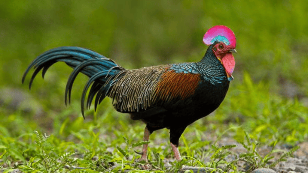 Green Junglefowl