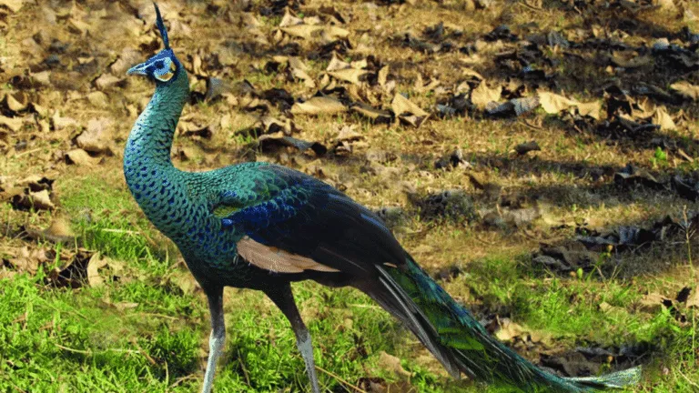 Green Peafowl