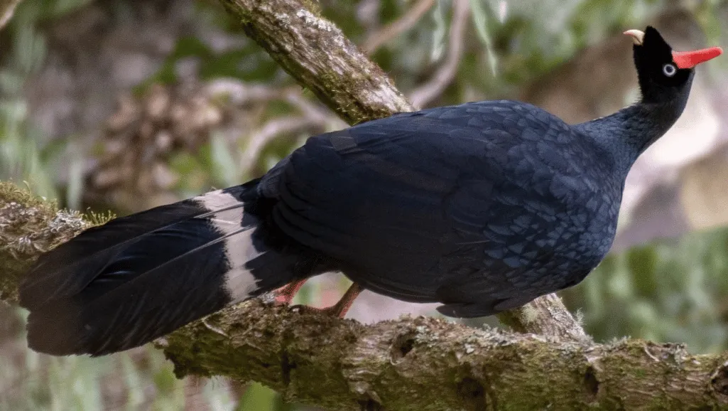 Horned Guan Horned Guan