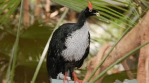 Horned Guan