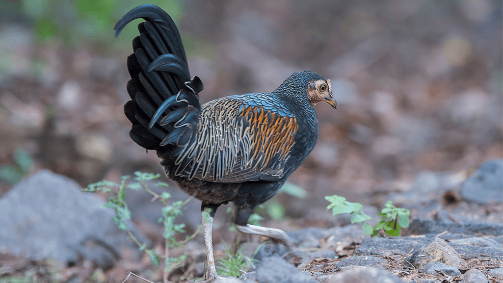 Importance of Green Junglefowl Conservation