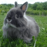 Jersey Wooly Rabbit