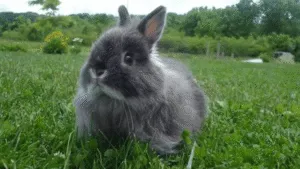 Jersey Wooly Rabbit