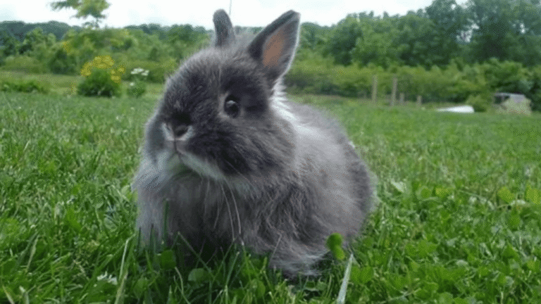 Jersey Wooly Rabbit