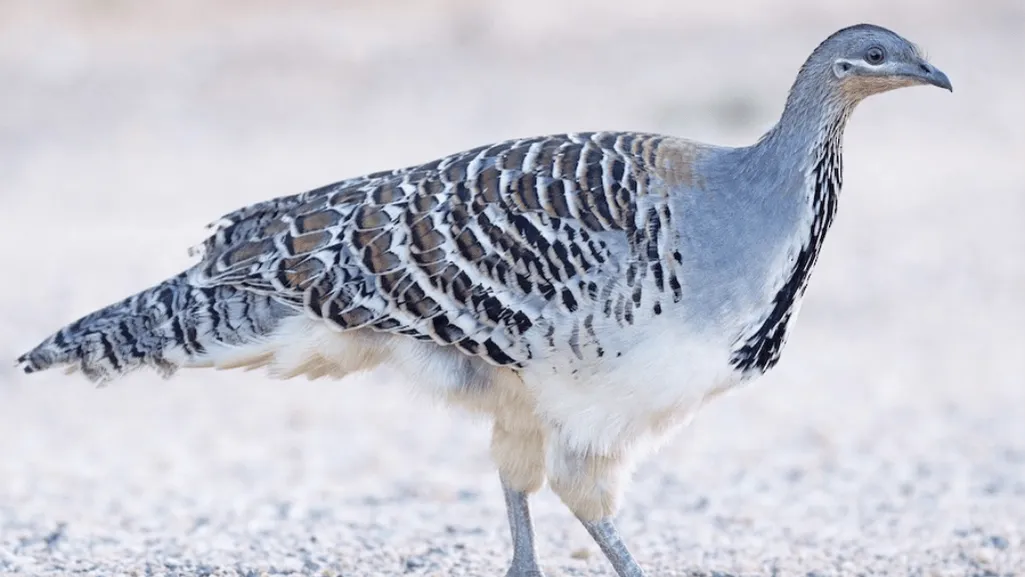 Malleefowl