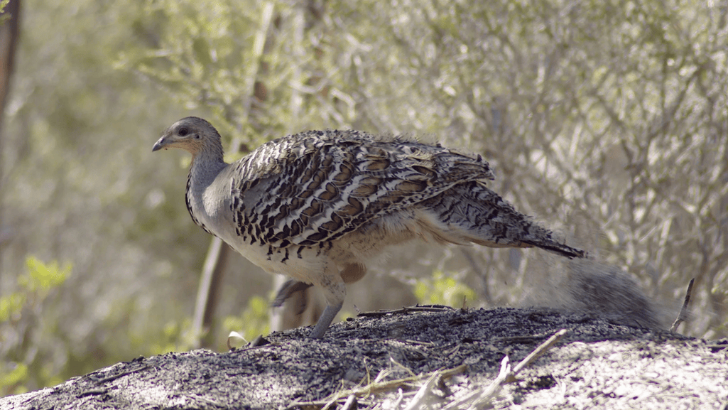 Malleefowl