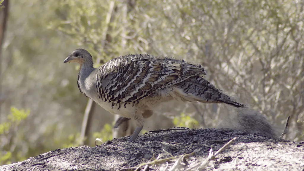 Malleefowl