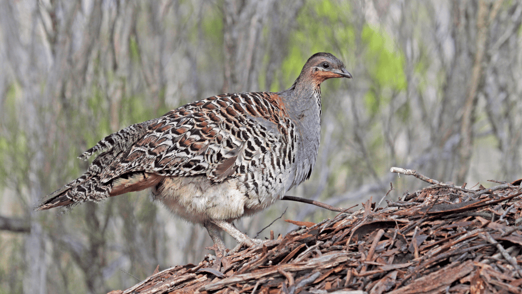 Malleefowl