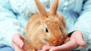 Rabbit Health