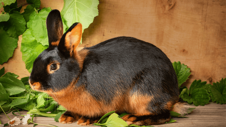 Tan Rabbits