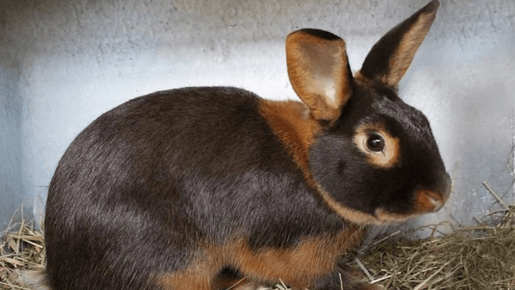 Tan Rabbits