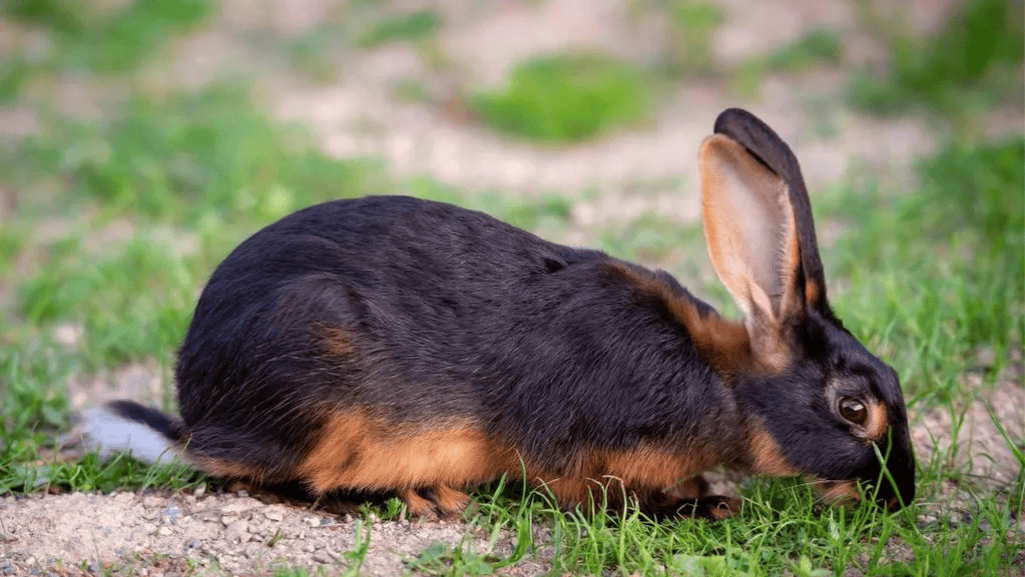 Tan Rabbits