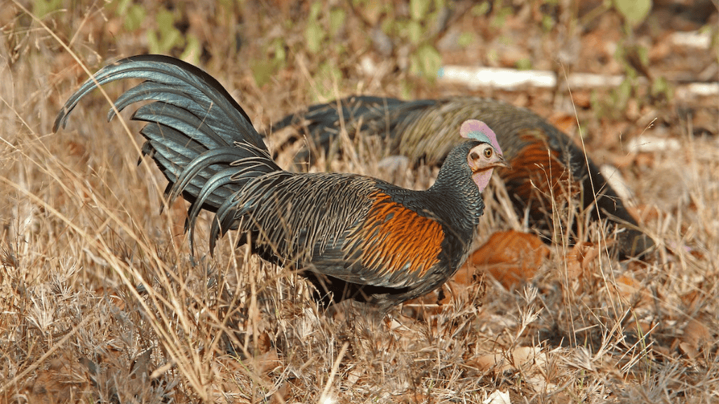 The Habitat and Behavior of Green Junglefowls