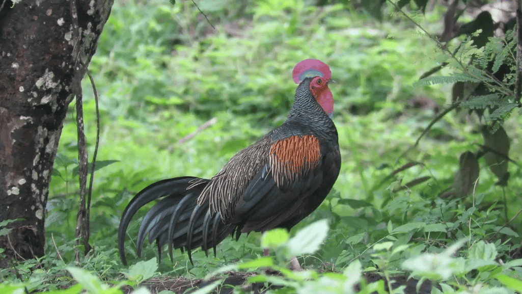 Threats to Green Junglefowls
